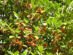 Image: D. Glenny © Landcare Research 2014 